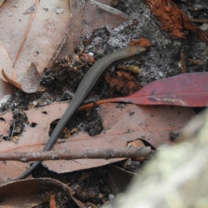 Lampropholis delicata at Termeil, NSW - 4 Jan 2019 10:19 AM