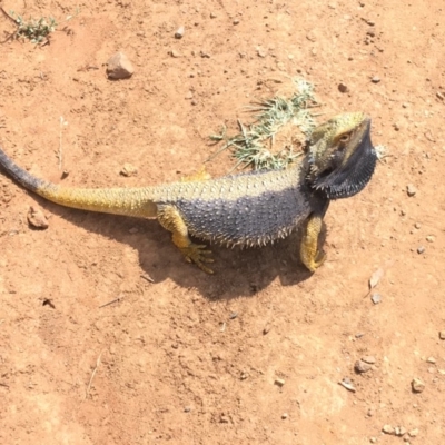 Pogona barbata (Eastern Bearded Dragon) at Deakin, ACT - 11 Jan 2019 by KL