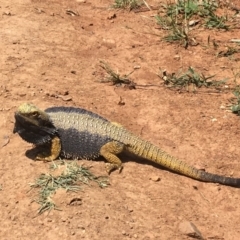 Pogona barbata at Deakin, ACT - 11 Jan 2019