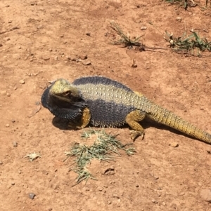 Pogona barbata at Deakin, ACT - 11 Jan 2019