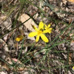 Tricoryne elatior (Yellow Rush Lily) at Hughes, ACT - 11 Jan 2019 by KL