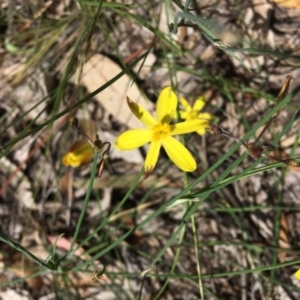 Tricoryne elatior at Hughes, ACT - 11 Jan 2019