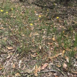 Tricoryne elatior at Hughes, ACT - 11 Jan 2019 11:43 AM