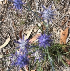 Eryngium ovinum (Blue Devil) at Federal Golf Course - 11 Jan 2019 by KL