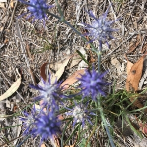 Eryngium ovinum at Hughes, ACT - 11 Jan 2019