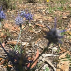 Eryngium ovinum at Hughes, ACT - 11 Jan 2019