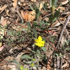 Hibbertia obtusifolia (Grey Guinea-flower) at Hughes, ACT - 11 Jan 2019 by KL