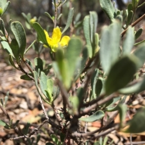 Hibbertia obtusifolia at Hughes, ACT - 11 Jan 2019