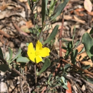 Hibbertia obtusifolia at Hughes, ACT - 11 Jan 2019