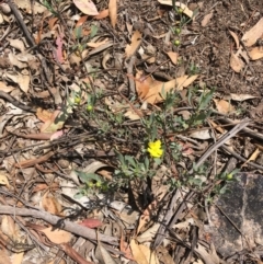 Hibbertia obtusifolia at Hughes, ACT - 11 Jan 2019