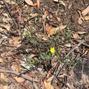 Hibbertia obtusifolia at Hughes, ACT - 11 Jan 2019 11:55 AM