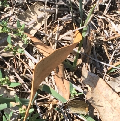 Jalmenus ictinus (Stencilled Hairstreak) at Red Hill Nature Reserve - 11 Jan 2019 by KL