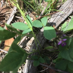 Glycine tabacina at Hughes, ACT - 11 Jan 2019