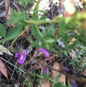 Glycine tabacina at Hughes, ACT - 11 Jan 2019 11:51 AM