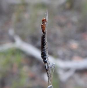 Tiphiidae (family) at Cook, ACT - 11 Jan 2019 07:28 AM