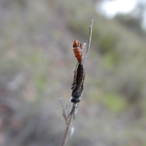 Tiphiidae (family) at Cook, ACT - 11 Jan 2019 07:28 AM