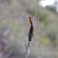 Tiphiidae sp. (family) at Cook, ACT - 11 Jan 2019