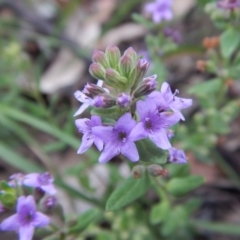 Mentha diemenica (Wild Mint, Slender Mint) at Cook, ACT - 11 Jan 2019 by CathB