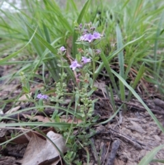 Mentha diemenica at Cook, ACT - 11 Jan 2019