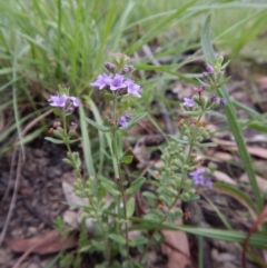 Mentha diemenica at Cook, ACT - 11 Jan 2019