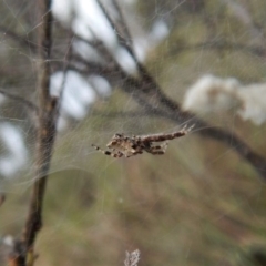 Philoponella congregabilis (Social house spider) at Mount Painter - 10 Jan 2019 by CathB