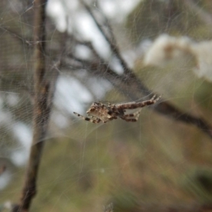 Philoponella congregabilis at Cook, ACT - 11 Jan 2019