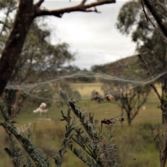 Philoponella congregabilis at Cook, ACT - 11 Jan 2019