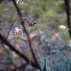 Philoponella congregabilis at Cook, ACT - 11 Jan 2019