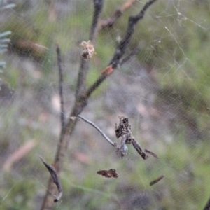 Philoponella congregabilis at Cook, ACT - 11 Jan 2019