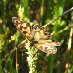 Heteronympha cordace (Bright-eyed Brown) at Gibraltar Pines - 8 Jan 2019 by MatthewFrawley