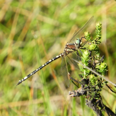 Synthemis eustalacta (Swamp Tigertail) at Paddys River, ACT - 9 Jan 2019 by MatthewFrawley