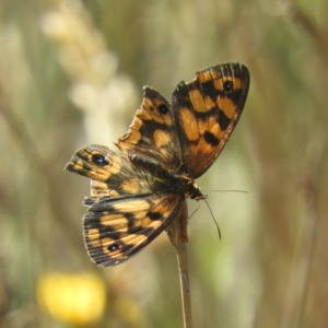 Heteronympha cordace at Paddys River, ACT - 9 Jan 2019