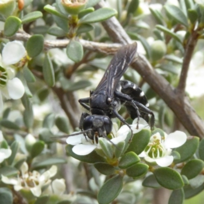 Tachysphex sp. (genus) (Unidentified Tachysphex sand wasp) at Sth Tablelands Ecosystem Park - 9 Jan 2019 by AndyRussell