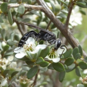 Tachysphex sp. (genus) at Molonglo Valley, ACT - 10 Jan 2019 10:08 AM