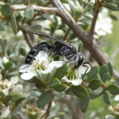 Tachysphex sp. (genus) at Molonglo Valley, ACT - 10 Jan 2019