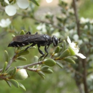 Tachysphex sp. (genus) at Molonglo Valley, ACT - 10 Jan 2019 10:08 AM