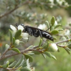 Tachysphex sp. (genus) at Molonglo Valley, ACT - 10 Jan 2019 10:08 AM