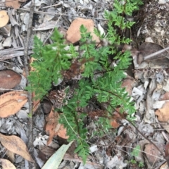 Cheilanthes sieberi (Rock Fern) at Hughes Grassy Woodland - 6 Jan 2019 by KL