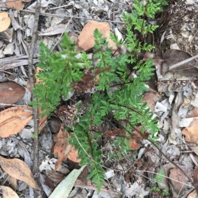 Cheilanthes sieberi (Rock Fern) at Red Hill to Yarralumla Creek - 6 Jan 2019 by KL