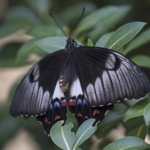 Papilio aegeus at Higgins, ACT - 11 Jan 2019 07:43 AM