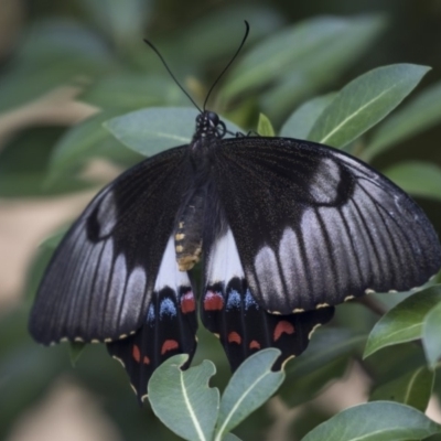 Papilio aegeus (Orchard Swallowtail, Large Citrus Butterfly) at Higgins, ACT - 11 Jan 2019 by AlisonMilton