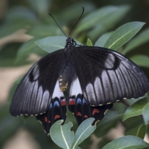 Papilio aegeus at Higgins, ACT - 11 Jan 2019