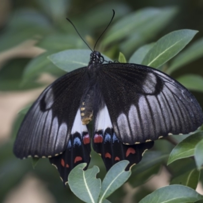 Papilio aegeus (Orchard Swallowtail, Large Citrus Butterfly) at Higgins, ACT - 10 Jan 2019 by Alison Milton