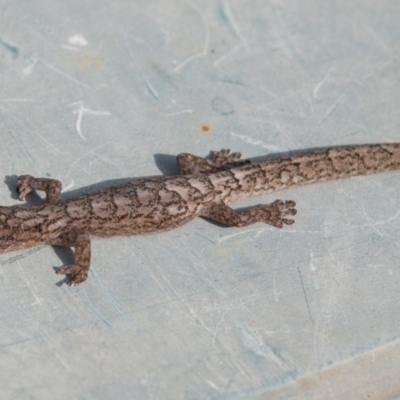 Christinus marmoratus (Southern Marbled Gecko) at Higgins, ACT - 10 Jan 2019 by AlisonMilton