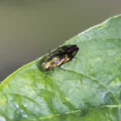 Melobasis purpurascens (A jewel beetle) at Higgins, ACT - 10 Jan 2019 by AlisonMilton