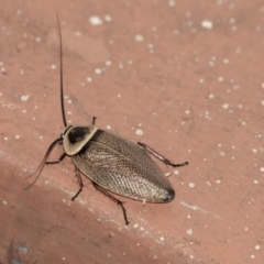 Ellipsidion australe (Austral Ellipsidion cockroach) at Hawker, ACT - 10 Jan 2019 by Alison Milton