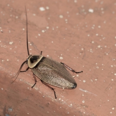 Ellipsidion australe (Austral Ellipsidion cockroach) at Hawker, ACT - 10 Jan 2019 by Alison Milton