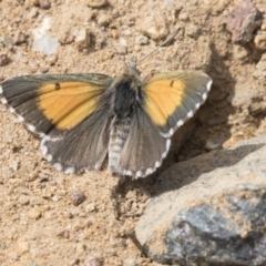 Lucia limbaria (Chequered Copper) at The Pinnacle - 10 Jan 2019 by Alison Milton
