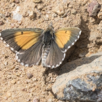 Lucia limbaria (Chequered Copper) at The Pinnacle - 10 Jan 2019 by Alison Milton