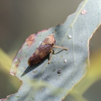 Brunotartessus fulvus (Yellow-headed Leafhopper) at Dunlop, ACT - 10 Jan 2019 by Alison Milton